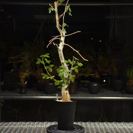 Commiphora holtziana コミフォラ ホルトジアナ 発根済現地株 H13
