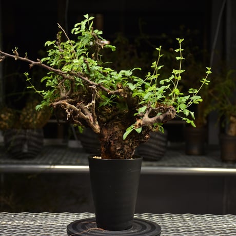 Commiphora Boranensis　コミフォラ ボラネンシス　発根済現地株　F15