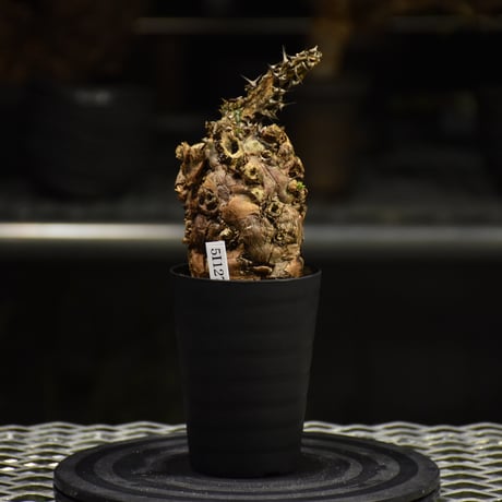 Euphorbia mlanjeana　ユーフォルビア ムランジーナ 発根済現地株 I30