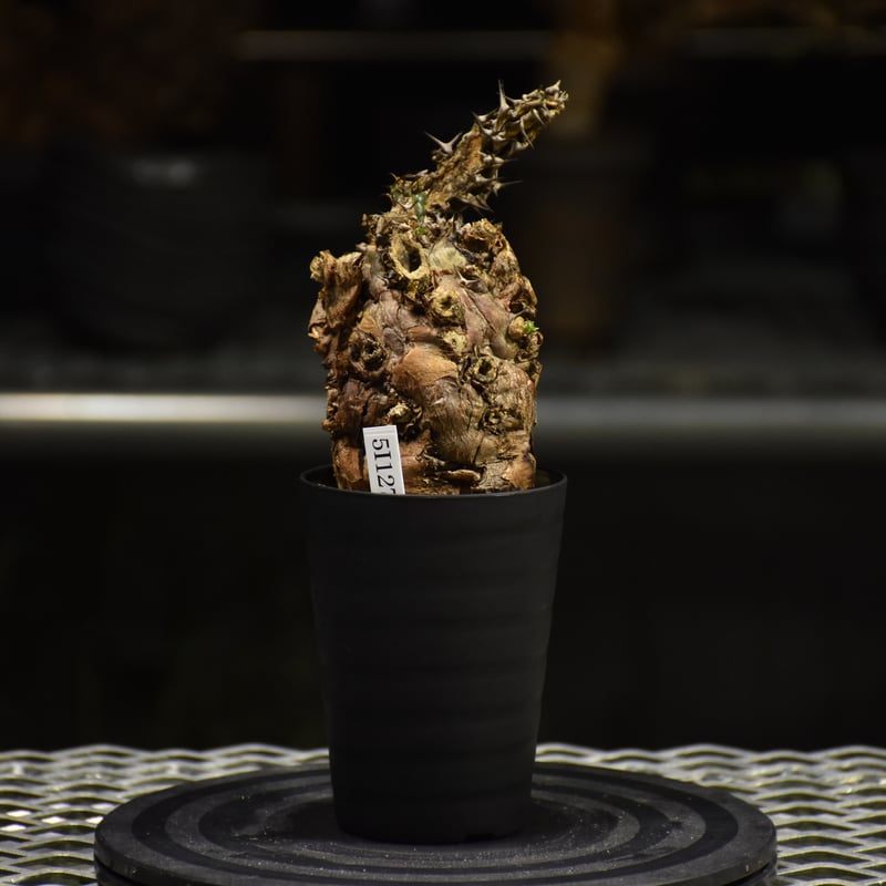 ユーフォルビア　ムランジーナ　発根済み株 ユーフォルビア ムランジーナ 発根済み 【公式通販】