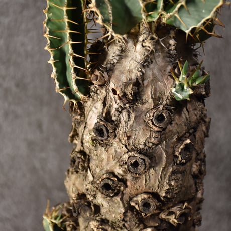 Euphorbia mlanjeana　ユーフォルビア ムランジーナ 発根済現地株 #3