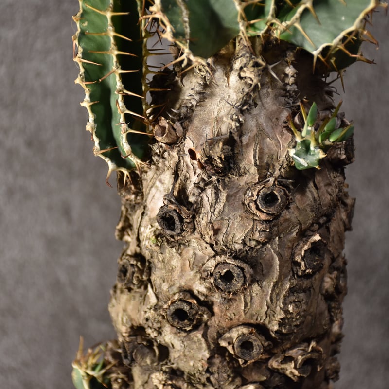 ユーフォルビア ムランジーナ 03 Euphorbia mlanjeana ユーフォルビア ムランジーナ 発根済現地株 #3 |