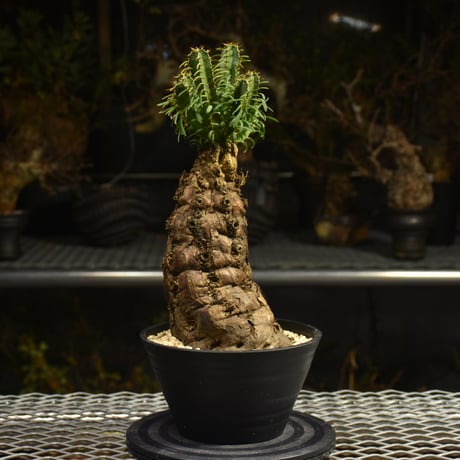 Euphorbia mlanjeana　ユーフォルビア ムランジーナ 発根済現地株 H4