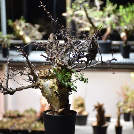 Commiphora kataf var.turkanensis コミフォラ カタフ ターカネンシス 発根済現地株 #5