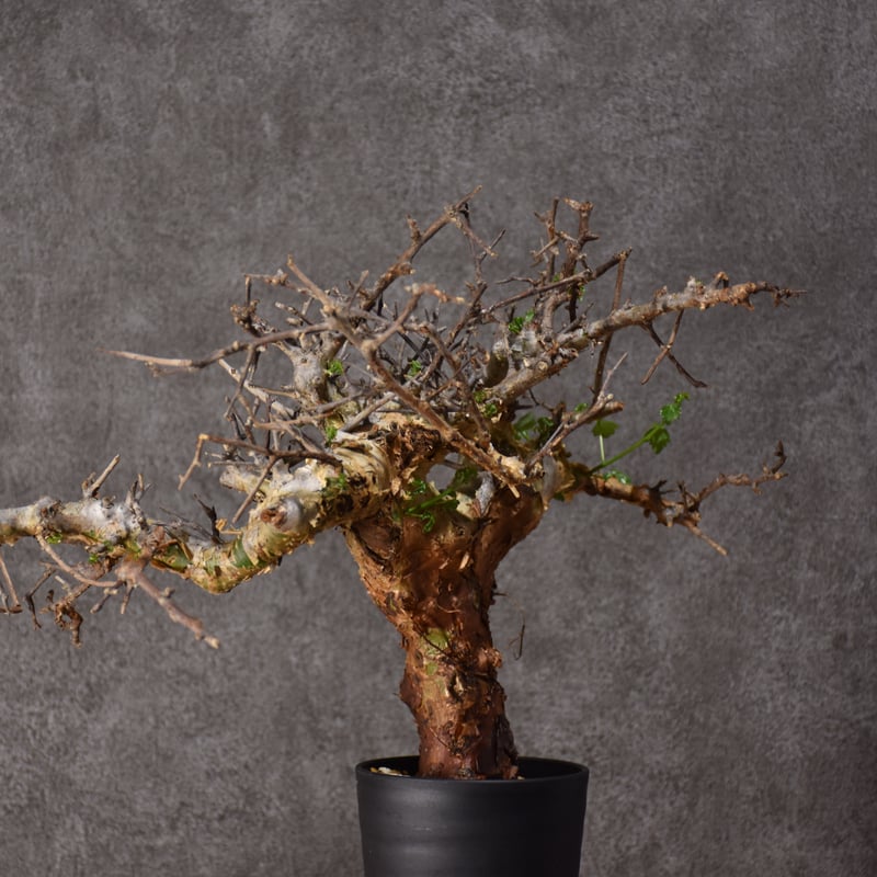 Commiphora cyclophira コミフォラ シクロフィラ 発根済現地株 #2 |