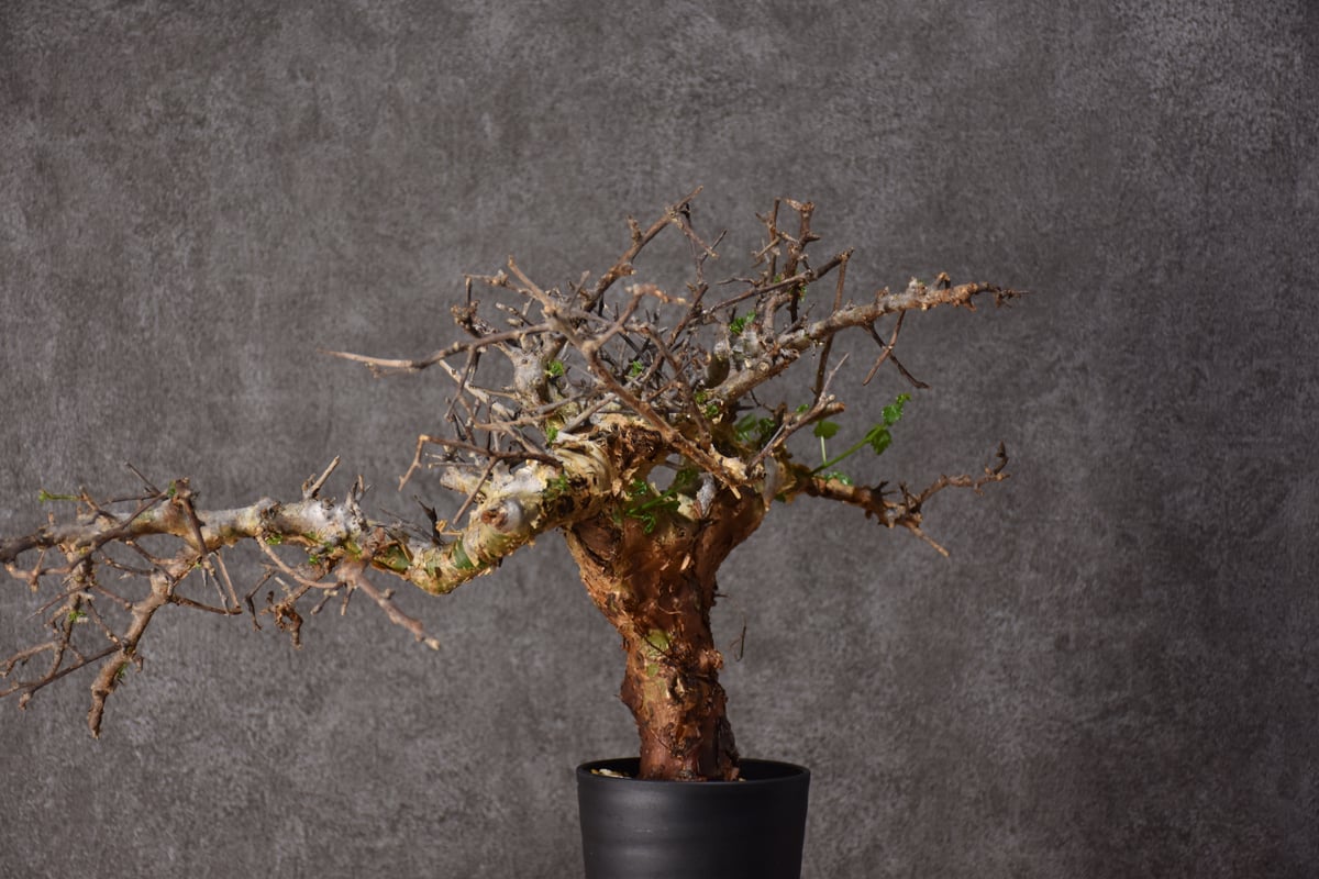 発根済　コミフォラ　サクシコラ Yahoo!オークション - 36 Commiphora saxicola コミフォラ
