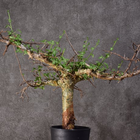Commiphora cyclophira コミフォラ シクロフィラ 発根済現地株 #3