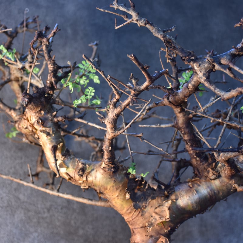 Commiphora pinnate leaves コミフォラ ピンネイトリーブス 発根