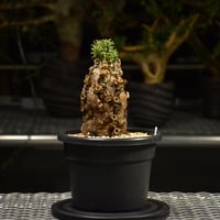 Commiphora holtziana コミフォラ ホルトジアナ 発根済現地株 #8 | B