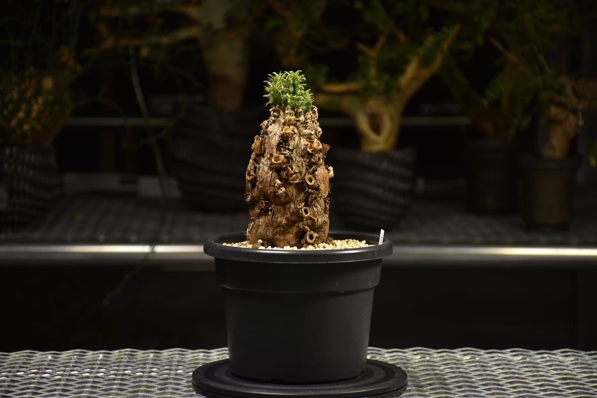 Euphorbia mlanjeana ユーフォルビア ムランジーナ 発根済現地株