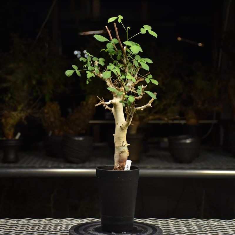 Commiphora holtziana コミフォラ ホルトジアナ 発根済現地株 H27 |