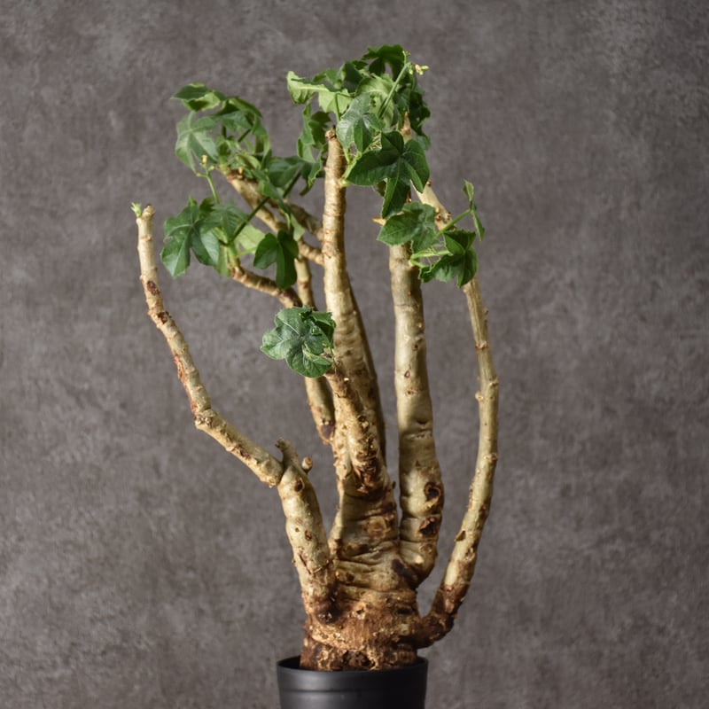 Jatropha spicata ヤトロファ スピカータ 発根済現地株 #3 | BONDEX