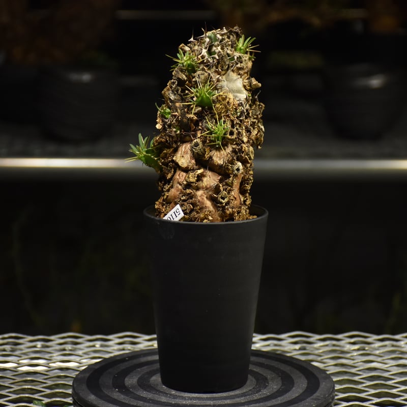 ユーフォルビア　ムランジーナ　発根済　大株 Euphorbia mlanjeana ユーフォルビア ムランジーナ 発根済現地株