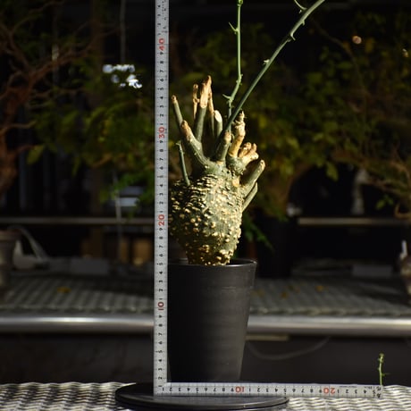 Adenia grobosa アデニア グロボーサ 発根済現地株 D21