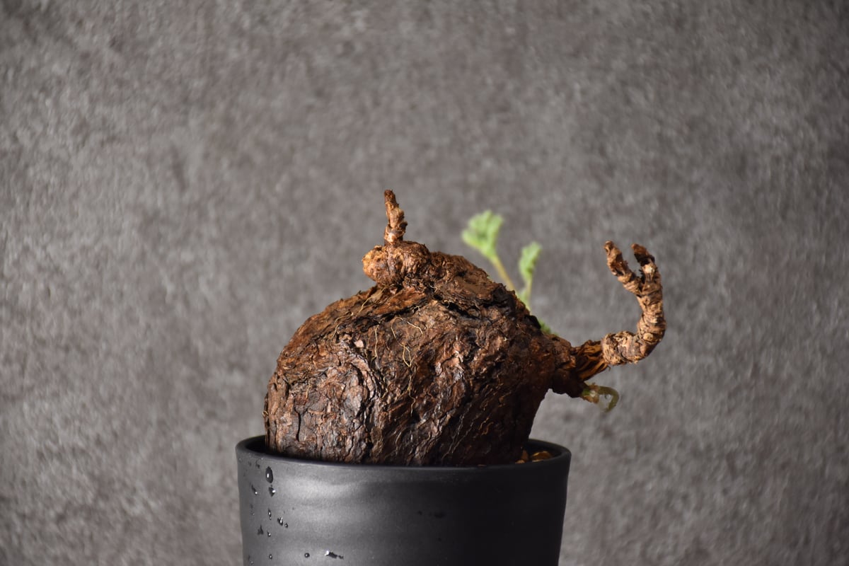 Pelargonium triste ペラルゴニウム トリステ 発根済現地株 #4 | BONDEX