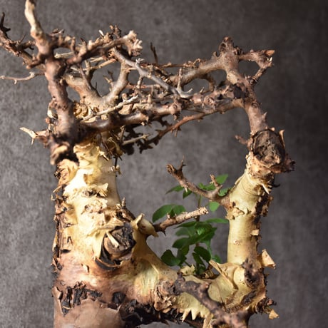 Commiphora kataf var.turkanensis コミフォラ カタフ ターカネンシス 発根済現地株 2