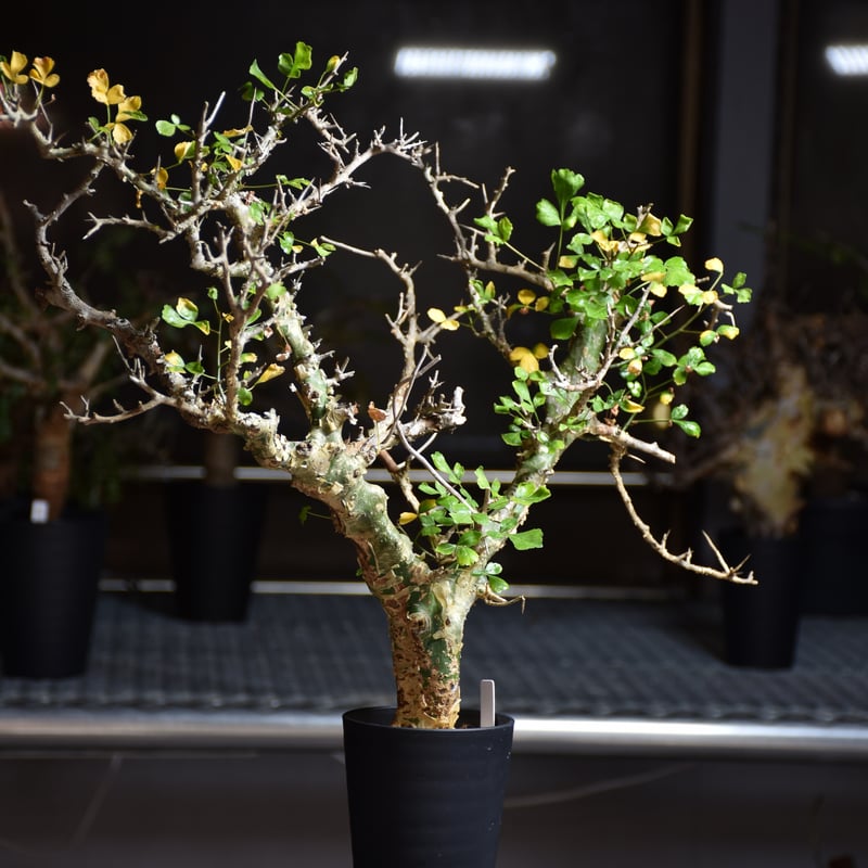 V*E様 特大 コミフォラ カンペストリス Commiphora Campest Commiphora