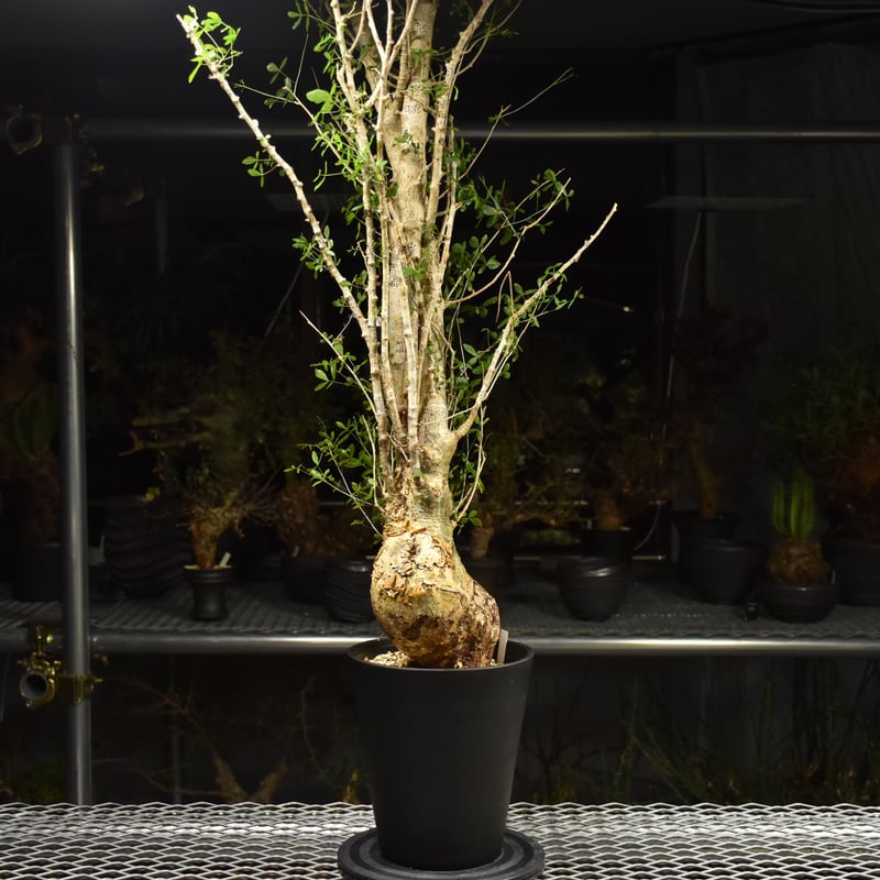 Commiphora humbertii コミフォラ フンベルティ 発根済現地株