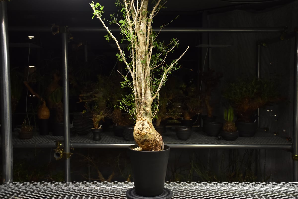 Commiphora humbertii コミフォラ フンベルティ 発根済現地株 I10 送料
