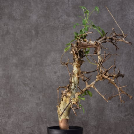 Commiphora holtziana　コミフォラ ホルトジアナ　発根済現地株　#3