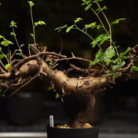 Commiphora Boranensis　コミフォラ ボラネンシス　発根済現地株 F25