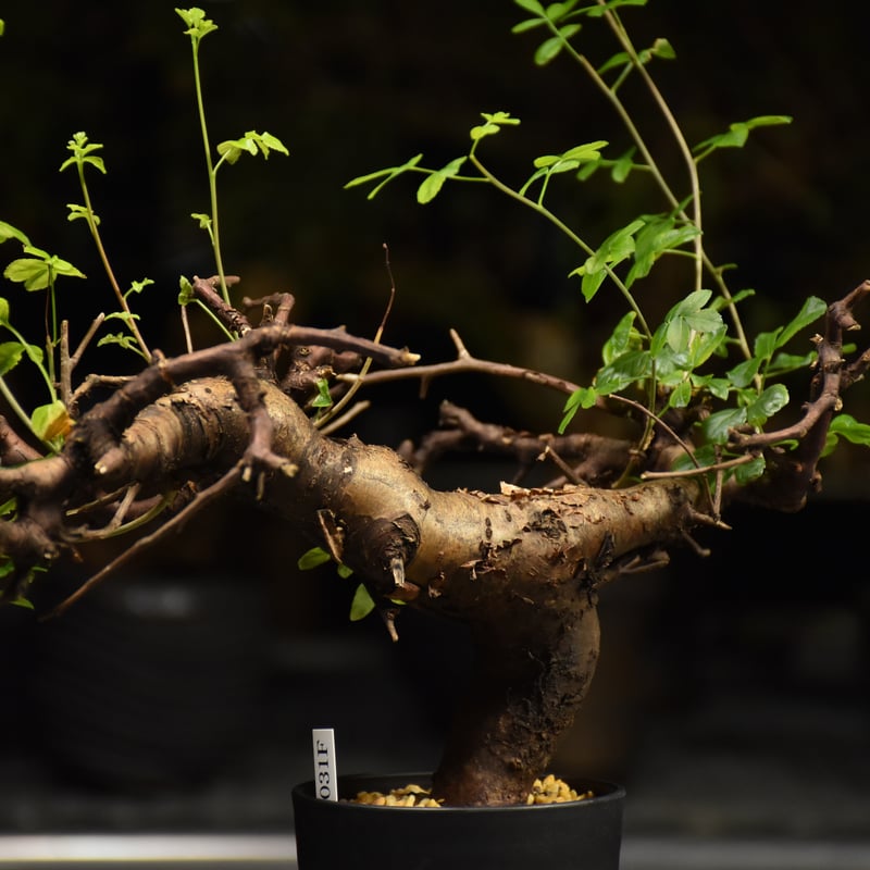 8/25 値下げ　極上株コミフォラ　ボラネンシス 8/25 値下げ 極上株コミフォラ ボラネンシス