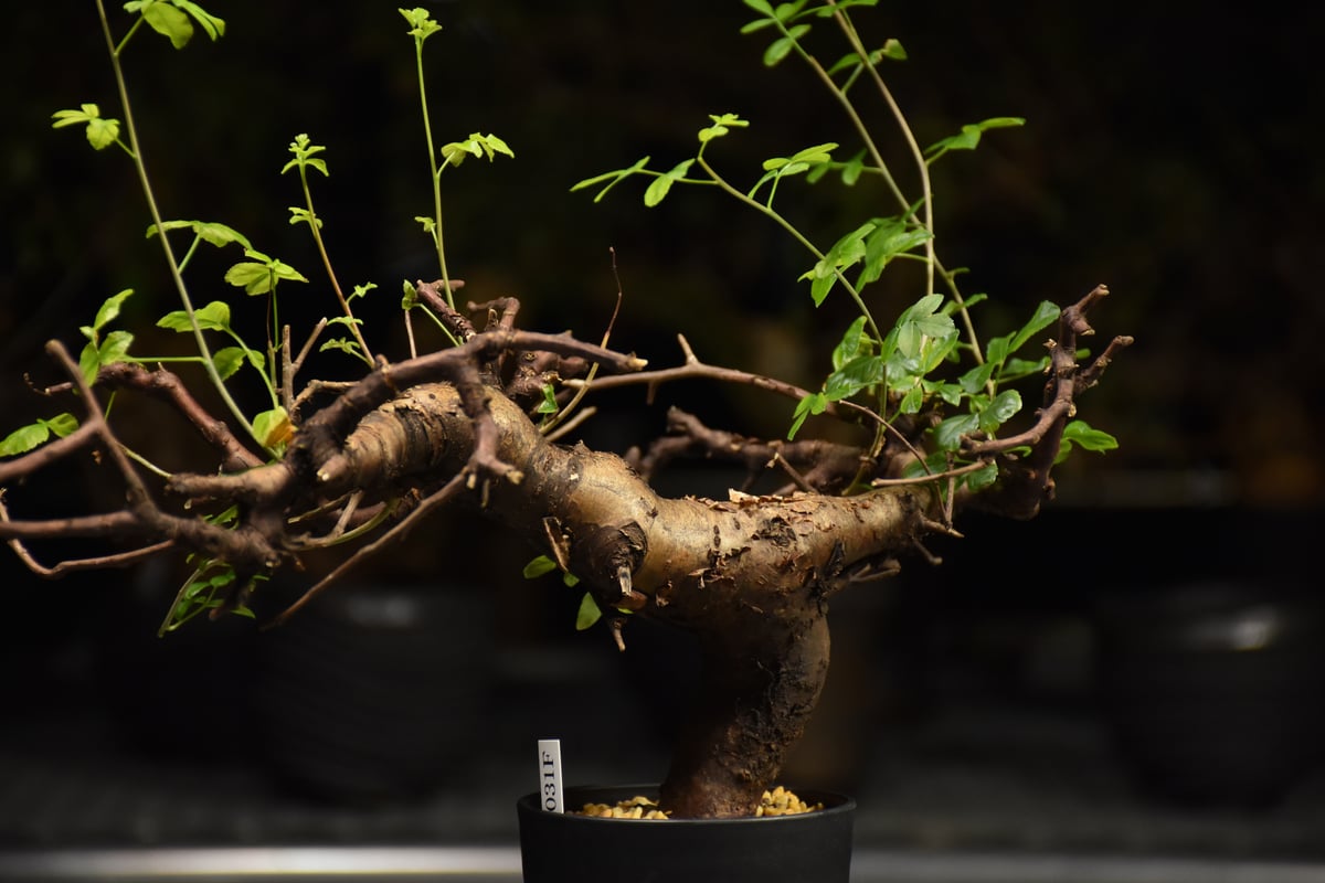Commiphora Boranensis コミフォラ ボラネンシス 発根済現地株 F25 |