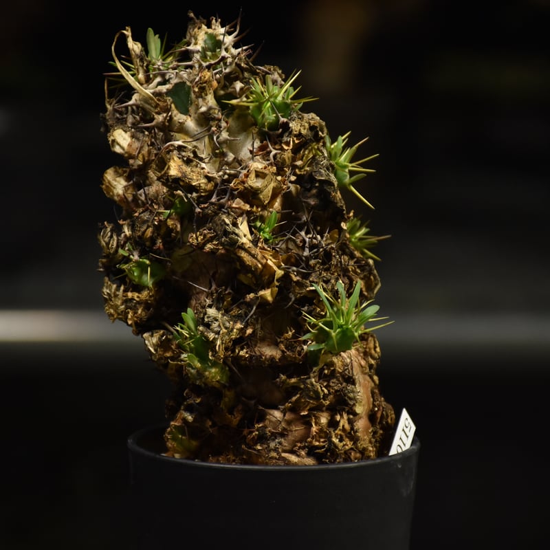 Euphorbia mlanjeana ユーフォルビア ムランジーナ 発根済現地株