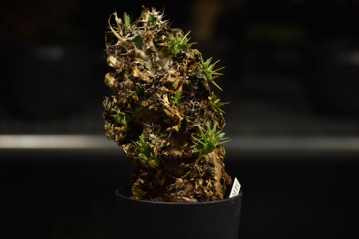 【ユーフォルビア・イポメア　ボルジアーナ】　現地球発根活着済み。 ユーフォルビア・イポメア ボルジアーナ】 現地球発根活着済み