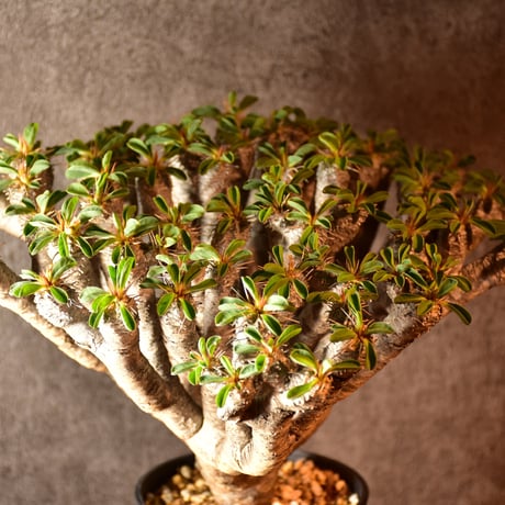 Euphorbia guillauminiana　ユーフォルビア　ギラウミニアナ　発根済現地株 #1