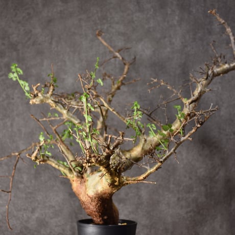 Commiphora cyclophira コミフォラ シクロフィラ 発根済現地株 #1