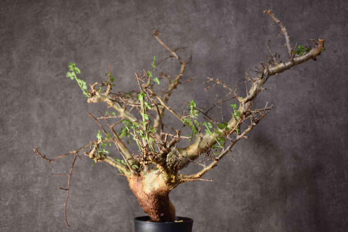 Commiphora cyclophira コミフォラ シクロフィラ 発根済現地株 #1 |