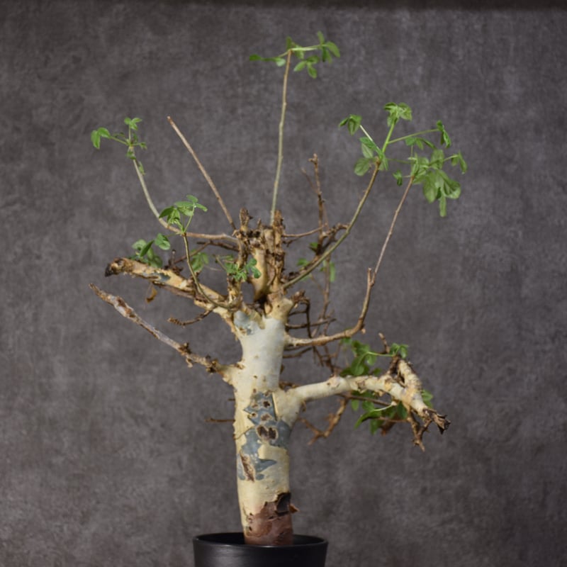 (最終値下)コミフォラ　ホルトジアナ Commiphora holtziana コミフォラ ホルトジアナ 発根済現地株 #9