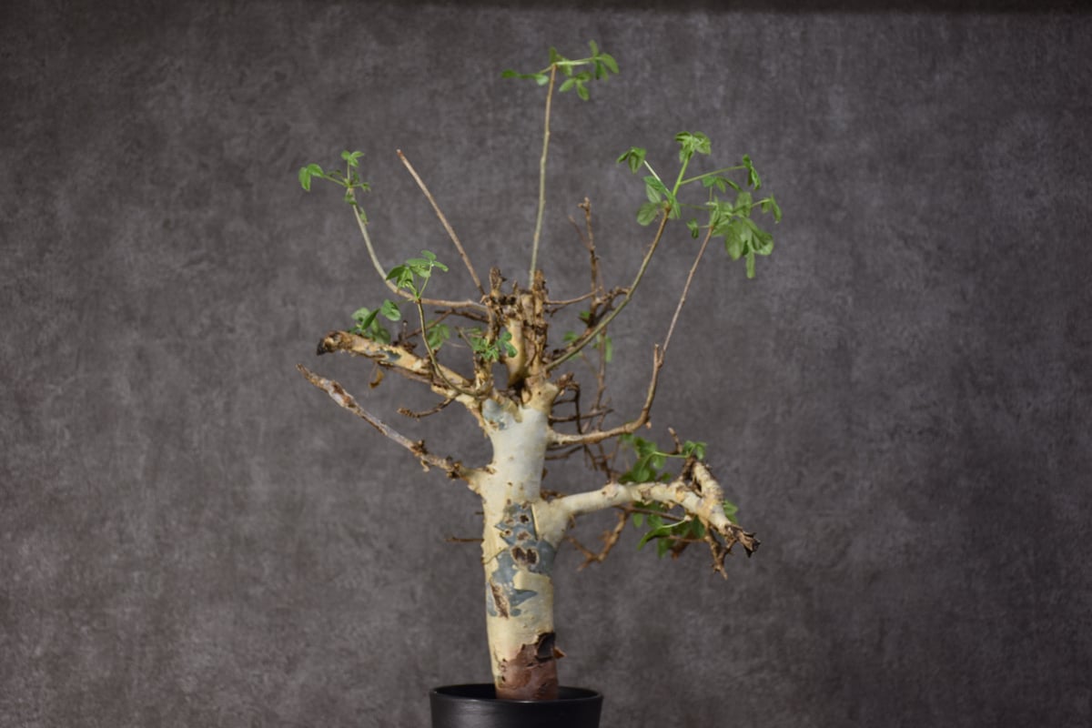 Commiphora holtziana コミフォラ ホルトジアナ 発根済現地株 #2 | B