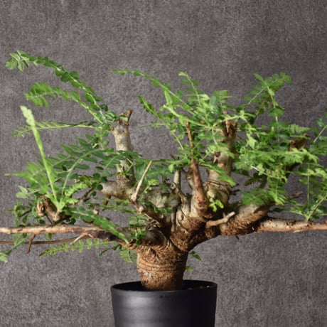 Boswellia neglecta　ボスウェリア ネグレクタ　発根済現地株　#6