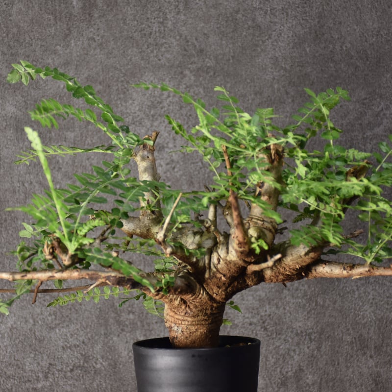 Boswellia neglecta ボスウェリア ネグレクタ 発根済現地株 #6 Boswellia neglecta ボスウェリア ネグレクタ 発根済現地株 #6