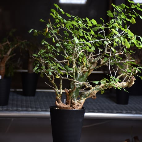 CATEGORY Commiphora | BONDEX CATEGORY Commiphora | BONDEX