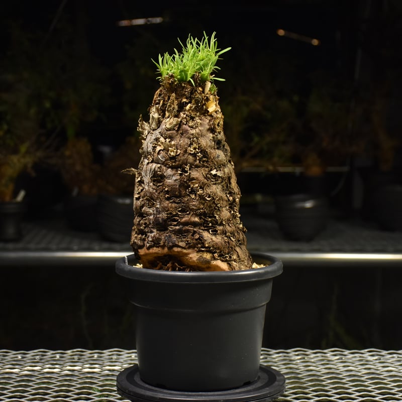 Euphorbia mlanjeana ユーフォルビア ムランジーナ 発根済現地株 I42 |