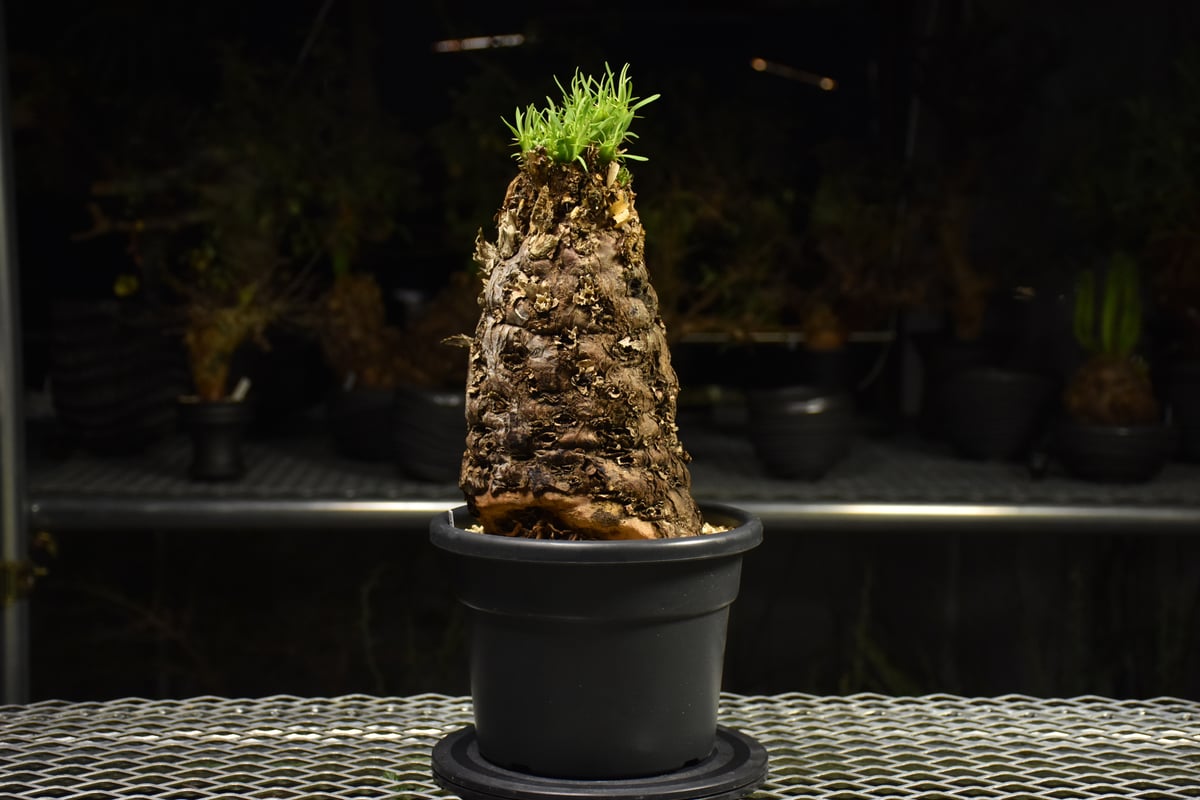 。ユーフォルビア　ムランジーナ 園芸ネット本店｜ユーフォルビア：ムランジーナ 4号鉢植え の通販【公式】