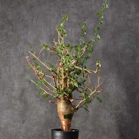Commiphora habessinica コミフォラ ハベシニカ 発根済現地株 #5
