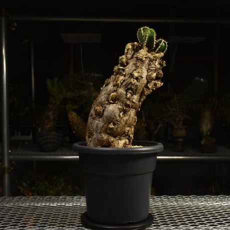 Euphorbia mlanjeana　ユーフォルビア ムランジーナ 発根済現地株 I84