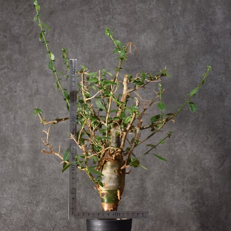 Commiphora habessinica コミフォラ ハベシニカ 発根済現地株 #5