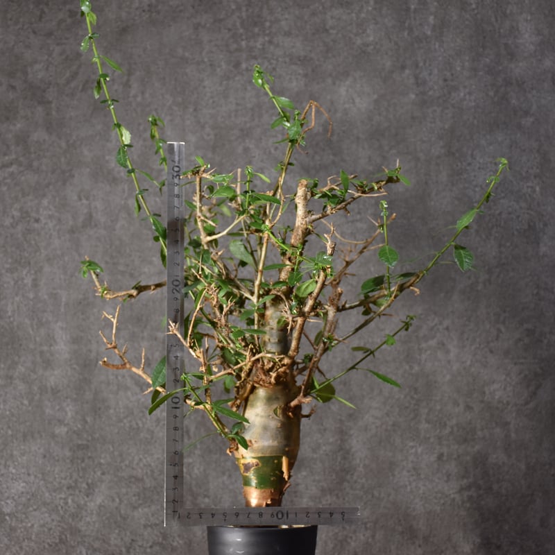 コミフォラ　ハベシニカ　奇形　変態株　現地球　発根済み　ハシベニカ コミフォラ ハベシニカ 奇形 変態株 現地球 発根済み ハシベニカ 発根