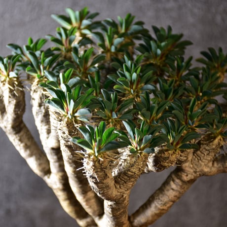 Euphorbia guillauminiana　ユーフォルビア ギラウミニアナ　発根済現地株 #3