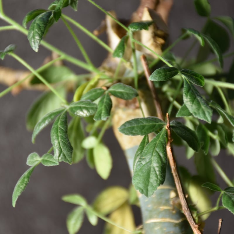 発根済み　現地球　コミフォラ・ホルトジアナ Commiphora holtziana コミフォラ ホルトジアナ 発根済現地株 #8