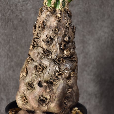 Euphorbia mlanjeana　ユーフォルビア ムランジーナ 発根済現地株 #7
