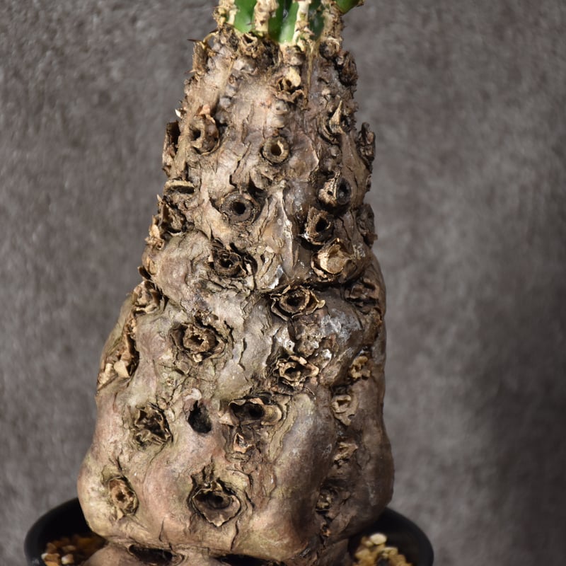 Euphorbia mlanjeana ユーフォルビア ムランジーナ 発根済現地株 Euphorbia mlanjeana ユーフォルビア ムランジーナ 発根済現地株
