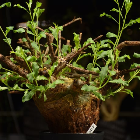 Commiphora glaucescens　コミフォラ グラウケスケンス　発根済現地株　F29