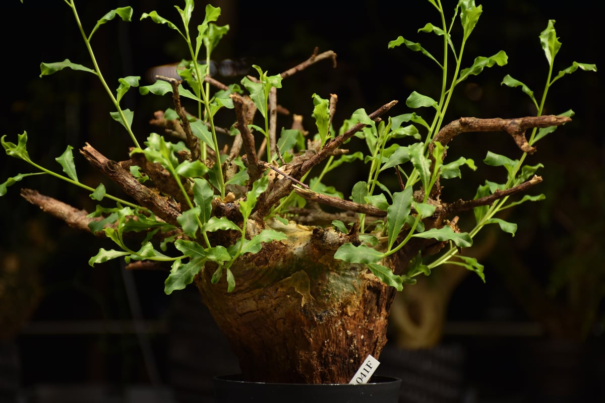 Commiphora glaucescens コミフォラ グラウケスケンス 発根済現地株 F2