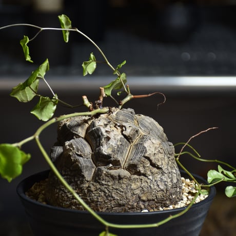Dioscorea elephantipes ディオスコレア エレファンティペス アフリカ亀甲竜 発根済現地株 4